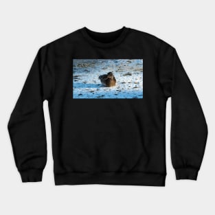 Female Mallard Duck Resting In On Snow Crewneck Sweatshirt